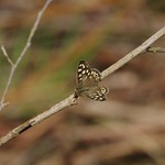 Speckled Wood Butterfly (Male)