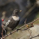 Ring Ouzel (Turdus torquatus)