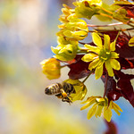 121/366 - Loving all the pollinators!