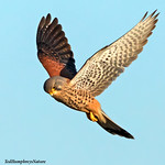 Hovering kestrel
