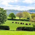 How now brown cow....!