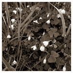 Day Forty-three 2020-05-05-03459