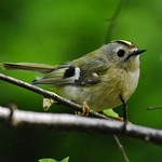 Gold crest, Millers Pond, Southampton