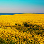 Rapeseed flower on the Baltic Sea coast