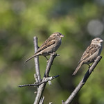 House Sparrows-8501050-10