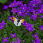 Orange Tip Butterfly (Male)