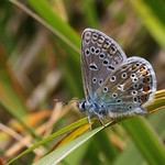 Common Blue - Polyommatus icarus 080520 (3)