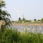 Springtime walk along the River Great Ouse. (west side)