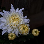 Mums For All The Mums