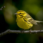Prairie Warbler