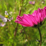A Magenta Cosmos - Thornbury