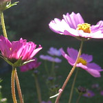 Pink Cosmos - Thornbury