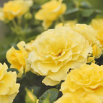 yellow roses