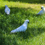 Cockatoo conference