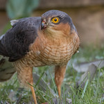 Male Sparrowhawk