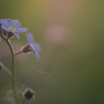 Forget-me-not