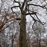 1941_the_keeper_of_the_forest