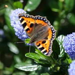 Small Tortoiseshell butterfly