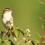 Sedge Warbler sideways glance