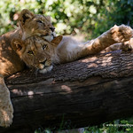Twin Lion Cubs : Ysis and Yoda