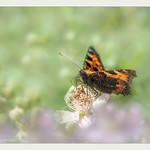 Kleine Vos /Small tortoiseshell