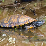 Cistude d'Europe (Emys orbicularis)