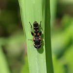 IMG_0926. Syritta pipiens (Thick-legged Hoverfly) m