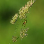 P6180135 Netz am Grashalm