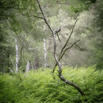 Derni&egrave;re Dance // Last Dance