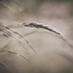 Dream a Little Dream of Me