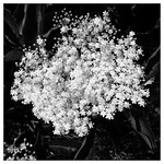 Nature&rsquo;s Lace.HSS.