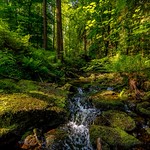 Der kleine Bach im Wald