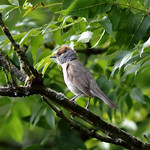 Female Blackcap watching her young fledge into the under growth below