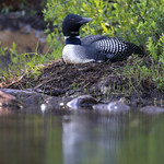 Common loon - Plongeon huard - Gavia immer
