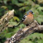 Chaffinch - Male (Fringilla coelebs)