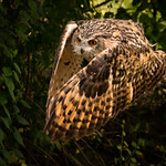 Eurasian Eagle Owl (Ethel)