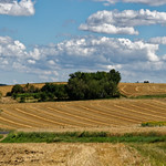 La blondeur des champs en juillet