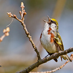 1323 Chestnut-sided Warbler - Andrew Walker 002