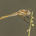 Variegated meadowhawk-4079-female