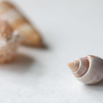 seashell