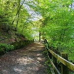 Towards The Viaduct - Healey Dell