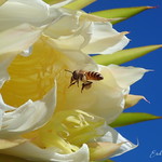 Dragon fruit cactus flower or pitaya- Cereus Peruvianus