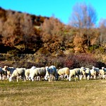 El Pueyo de Morcat (Sobrarbe, Huesca, Arag&oacute;n, Sp) - El reba&ntilde;o de la &uacute;ltima familia