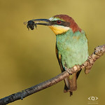 A good hunter: Bienenfresser (merops apiaster) - bee eater &middot; &middot; &middot; 1DX_8540)