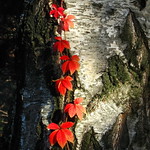 Red leaves /Explore # 72 /