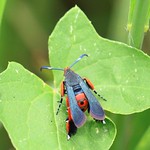 squash vine borer (Melittia cucurbitae) female laying eggs on wild cucumber leaf at Ludwig Prairie Preserve IA 653A0620