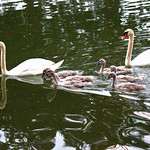 0436 Zwanen familie