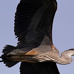 1.02044 Grand H&eacute;ron / Ardea herodias herodias / Great Blue Heron