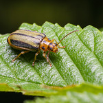 Living the high life