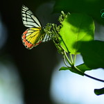 Shining through the Darkness...